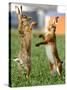 Hares Fight on a Field Near Frankfurt-null-Stretched Canvas