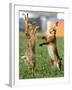 Hares Fight on a Field Near Frankfurt-null-Framed Photographic Print