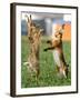 Hares Fight on a Field Near Frankfurt-null-Framed Photographic Print