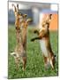 Hares Fight on a Field Near Frankfurt-null-Mounted Photographic Print