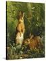 Hares-Olaf August Hermansen-Stretched Canvas