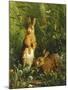 Hares-Olaf August Hermansen-Mounted Giclee Print