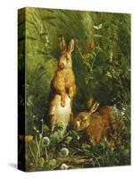 Hares-Olaf August Hermansen-Stretched Canvas