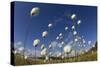 Harestail Cotton-Grass (Eriophorum Vaginatum) Growing on Bog Moorland, Scotland, UK, May-Mark Hamblin-Stretched Canvas