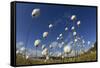 Harestail Cotton-Grass (Eriophorum Vaginatum) Growing on Bog Moorland, Scotland, UK, May-Mark Hamblin-Framed Stretched Canvas