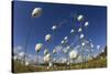 Harestail Cotton-Grass (Eriophorum Vaginatum) Growing on Bog Moorland, Scotland, UK, May-Mark Hamblin-Stretched Canvas