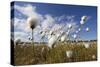 Harestail Cotton-Grass (Eriophorum Vaginatum) Growing on Bog Moorland, Scotland, UK, May-Mark Hamblin-Stretched Canvas