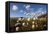 Harestail Cotton-Grass (Eriophorum Vaginatum) Growing on Bog Moorland, Scotland, UK, May-Mark Hamblin-Framed Stretched Canvas