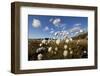 Harestail Cotton-Grass (Eriophorum Vaginatum) Growing on Bog Moorland, Scotland, UK, May-Mark Hamblin-Framed Photographic Print