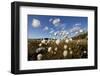 Harestail Cotton-Grass (Eriophorum Vaginatum) Growing on Bog Moorland, Scotland, UK, May-Mark Hamblin-Framed Photographic Print