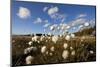 Harestail Cotton-Grass (Eriophorum Vaginatum) Growing on Bog Moorland, Scotland, UK, May-Mark Hamblin-Mounted Photographic Print