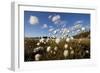 Harestail Cotton-Grass (Eriophorum Vaginatum) Growing on Bog Moorland, Scotland, UK, May-Mark Hamblin-Framed Photographic Print