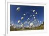 Harestail Cotton-Grass (Eriophorum Vaginatum) Growing on Bog Moorland, Scotland, UK, May-Mark Hamblin-Framed Photographic Print