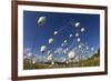 Harestail Cotton-Grass (Eriophorum Vaginatum) Growing on Bog Moorland, Scotland, UK, May-Mark Hamblin-Framed Photographic Print