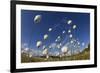 Harestail Cotton-Grass (Eriophorum Vaginatum) Growing on Bog Moorland, Scotland, UK, May-Mark Hamblin-Framed Photographic Print