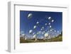 Harestail Cotton-Grass (Eriophorum Vaginatum) Growing on Bog Moorland, Scotland, UK, May-Mark Hamblin-Framed Photographic Print