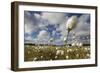 Harestail Cotton-Grass (Eriophorum Vaginatum) Growing on Bog Moorland, Scotland, UK, May-Mark Hamblin-Framed Photographic Print