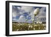Harestail Cotton-Grass (Eriophorum Vaginatum) Growing on Bog Moorland, Scotland, UK, May-Mark Hamblin-Framed Photographic Print