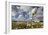 Harestail Cotton-Grass (Eriophorum Vaginatum) Growing on Bog Moorland, Scotland, UK, May-Mark Hamblin-Framed Photographic Print