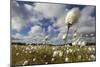 Harestail Cotton-Grass (Eriophorum Vaginatum) Growing on Bog Moorland, Scotland, UK, May-Mark Hamblin-Mounted Photographic Print