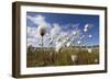 Harestail Cotton-Grass (Eriophorum Vaginatum) Growing on Bog Moorland, Scotland, UK, May-Mark Hamblin-Framed Photographic Print