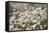 Harestail Cottongrass in Flower, Flow Country, Caithness, Highland, Scotland, UK, May-Peter Cairns-Framed Stretched Canvas