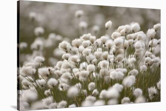 Harestail Cottongrass in Flower, Flow Country, Caithness, Highland, Scotland, UK, May-Peter Cairns-Stretched Canvas