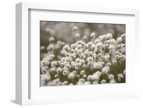 Harestail Cottongrass in Flower, Flow Country, Caithness, Highland, Scotland, UK, May-Peter Cairns-Framed Photographic Print