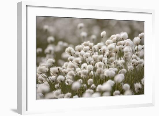 Harestail Cottongrass in Flower, Flow Country, Caithness, Highland, Scotland, UK, May-Peter Cairns-Framed Photographic Print