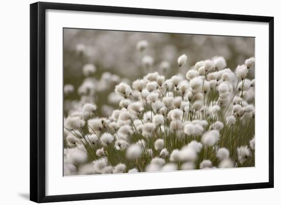 Harestail Cottongrass in Flower, Flow Country, Caithness, Highland, Scotland, UK, May-Peter Cairns-Framed Photographic Print