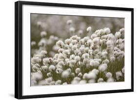 Harestail Cottongrass in Flower, Flow Country, Caithness, Highland, Scotland, UK, May-Peter Cairns-Framed Photographic Print