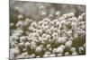 Harestail Cottongrass in Flower, Flow Country, Caithness, Highland, Scotland, UK, May-Peter Cairns-Mounted Photographic Print