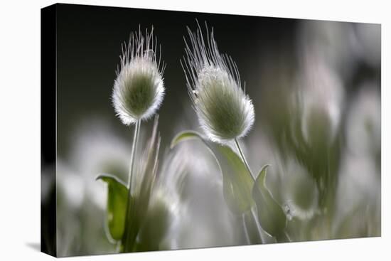 Harestail Grass (Lagurus Ovatus) Hisark?y, Northern Cyprus-Lilja-Stretched Canvas