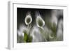 Harestail Grass (Lagurus Ovatus) Hisark?y, Northern Cyprus-Lilja-Framed Premium Photographic Print