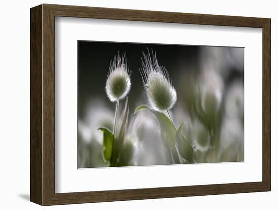 Harestail Grass (Lagurus Ovatus) Hisark?y, Northern Cyprus-Lilja-Framed Photographic Print