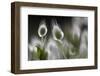 Harestail Grass (Lagurus Ovatus) Hisark?y, Northern Cyprus-Lilja-Framed Photographic Print