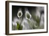 Harestail Grass (Lagurus Ovatus) Hisark?y, Northern Cyprus-Lilja-Framed Photographic Print