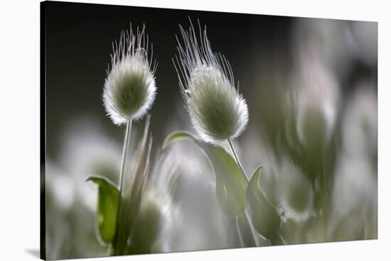 Harestail Grass (Lagurus Ovatus) Hisark?y, Northern Cyprus-Lilja-Stretched Canvas