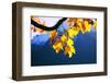 Harewood, Acer Pseudoplatanus, Autumn Foliage-Alfons Rumberger-Framed Photographic Print