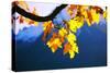 Harewood, Acer Pseudoplatanus, Autumn Foliage-Alfons Rumberger-Stretched Canvas