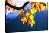 Harewood, Acer Pseudoplatanus, Autumn Foliage-Alfons Rumberger-Stretched Canvas