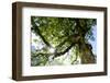 Harewood, Tree Top in the Back Light, Small Ahornboden, Karwendel, Tyrol-Rolf Roeckl-Framed Photographic Print