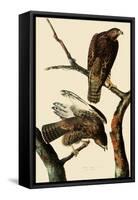 Harlan's Hawks-John James Audubon-Framed Stretched Canvas