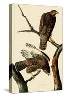 Harlan's Hawks-John James Audubon-Stretched Canvas