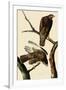 Harlan's Hawks-John James Audubon-Framed Giclee Print