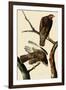 Harlan's Hawks-John James Audubon-Framed Giclee Print