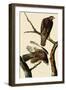 Harlan's Hawks-John James Audubon-Framed Giclee Print