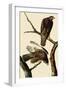 Harlan's Hawks-John James Audubon-Framed Giclee Print