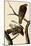 Harlan's Hawks-John James Audubon-Mounted Giclee Print
