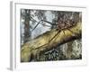 Harlequin Beetle (Acrocinus Longimanus), Cerambycidae-null-Framed Giclee Print